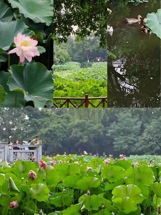 同里湿地避世计划｜住进荷塘月色里的绝美酒店