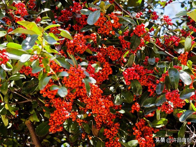 红了！红了！许昌初冬“限定美景”上线……