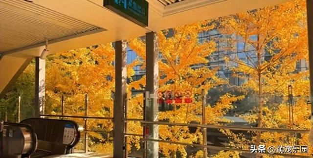 地铁口现武汉最美秋天，银杏叶金黄满树，路人纷纷掏出手机拍照