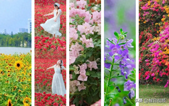 秋日顺德：花海绽放，感受岭南文化精致小城魅力