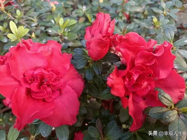 相逢已是上上签,何须相思煮余年