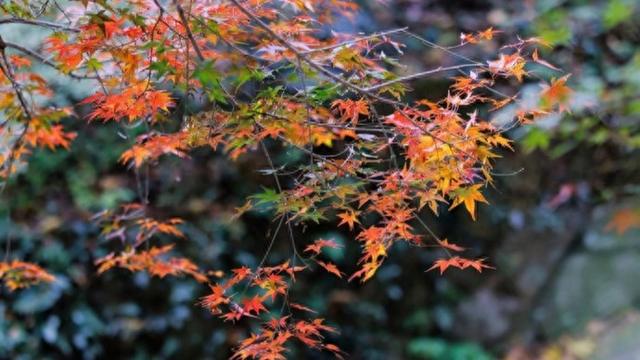 “枫情莫干，醉美深秋” 莫干山以红枫为媒邀客共赴秋日盛宴