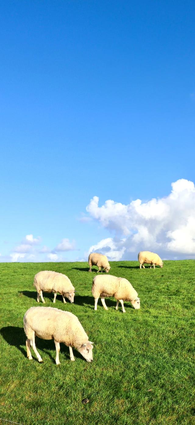 手机壁纸|风景