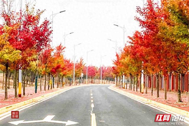 秋游时刻丨这条“双洲西路”，才是安乡秋天真正的颜值担当
