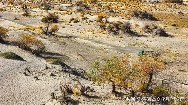 海西的秋天有多绝？从盐湖到胡杨，每一帧都是壁纸