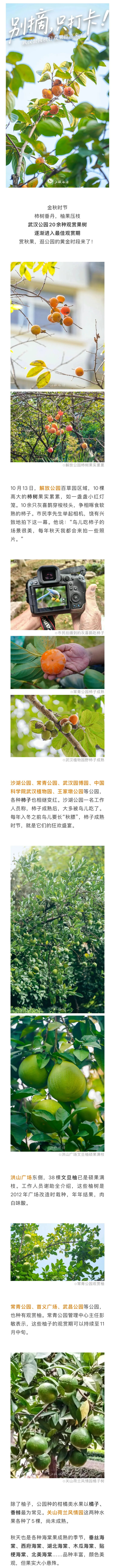 别摘，只打卡！武汉公园秋日观果指南来了