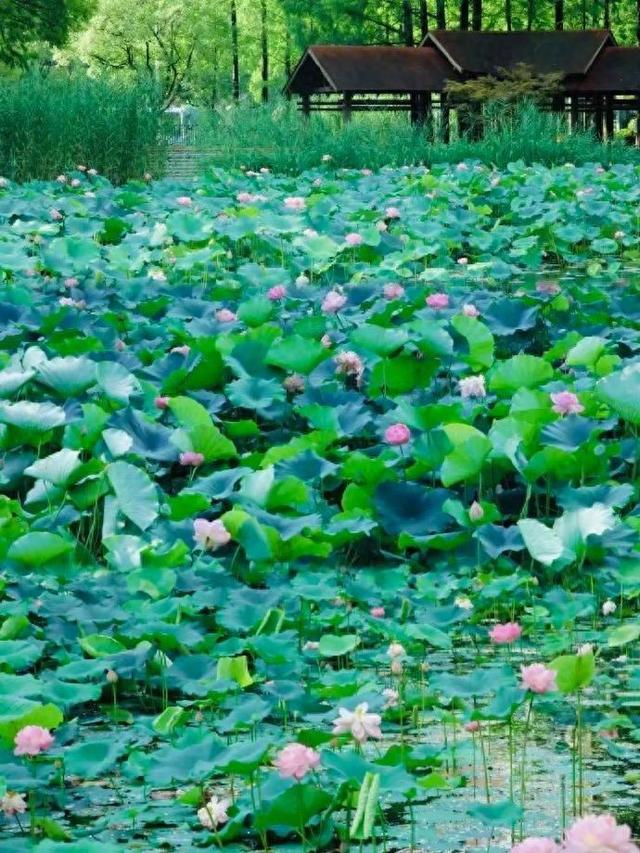 上海1800平荷花秘境免费打卡