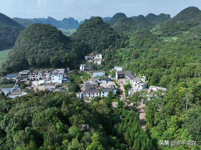 多地游客奔赴罗平云上花乡 开启清凉避暑旅居时光