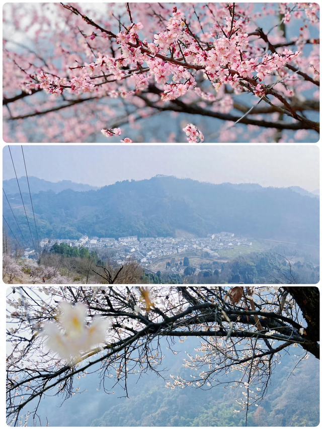 成都青梅花已开，10条爆火赏梅徒步线亲子友好，速速收藏！