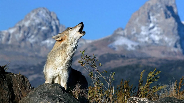 95后小伙带4万块钱辞职骑行，打算穷游中国，结果在可可西里失联