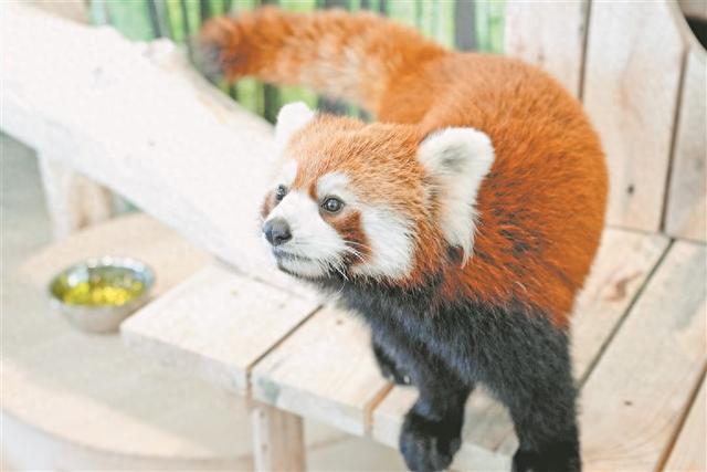 沐清风 游龙江 来极地公园 打卡小熊猫体验馆