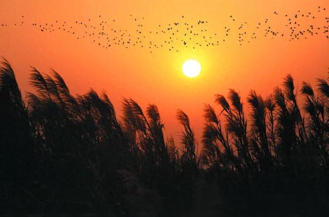 南沙湿地打造“大湾区中央湿地公园”