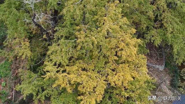 韶关南雄：保障升级引客来！坪田银杏绘就富民新图景