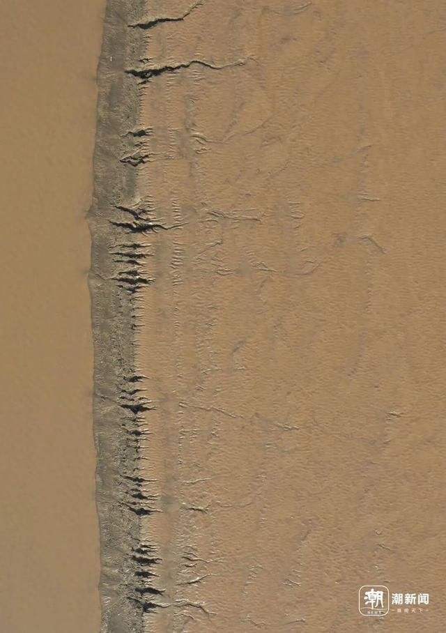 冬日限定奇观！钱塘江畔现“版画森林”，潮汐树形态各异美如画