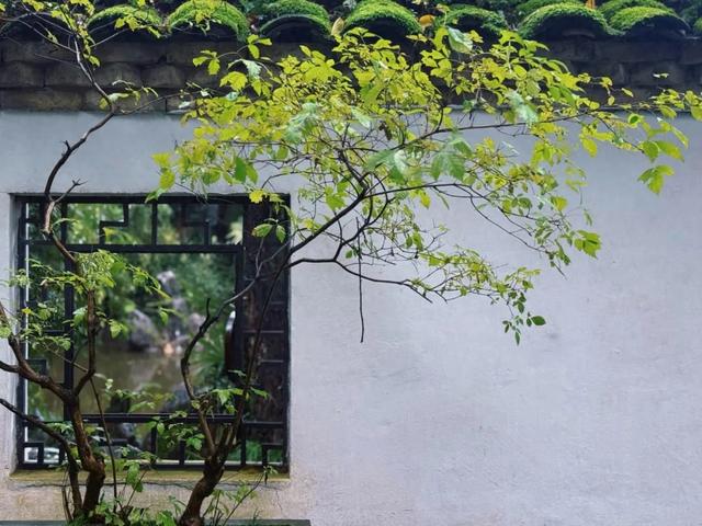 银杏鎏金，旱莲含苞！勉县武侯祠的秋日盛宴，邀君共赏