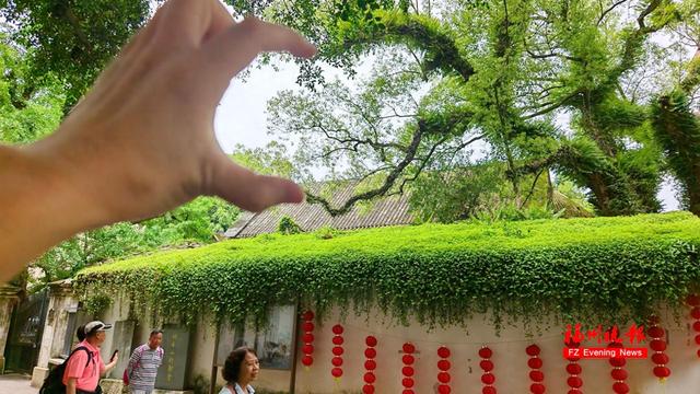 福州烟台山“比心”香樟树走红