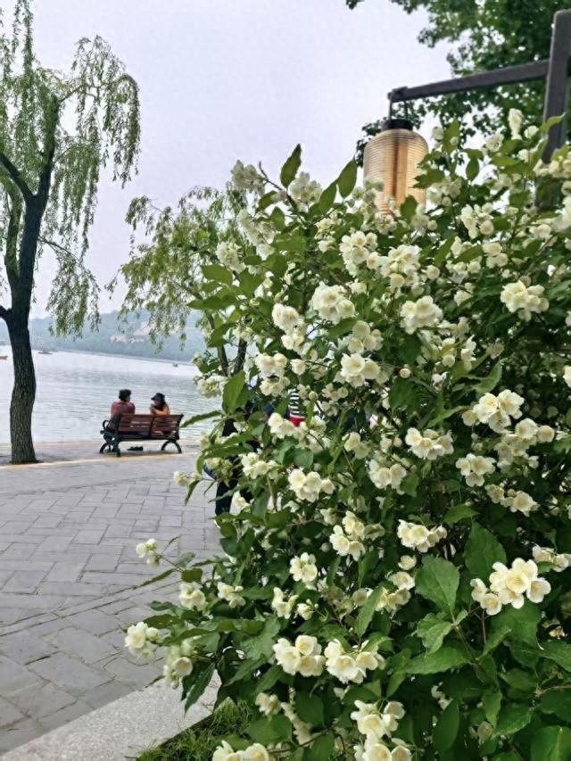 颐和园太平花限时绽放！花期仅10天，速去沾千年好兆头