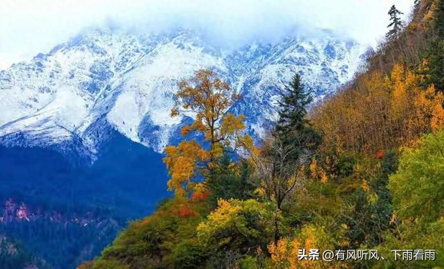金胡杨卧戈壁，风摇碎满树秋阳