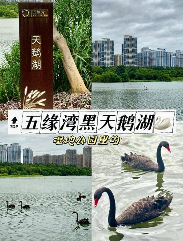 厦门可以看到黑天鹅的几个地点分享：厦大芙蓉湖，五缘湾，园博苑