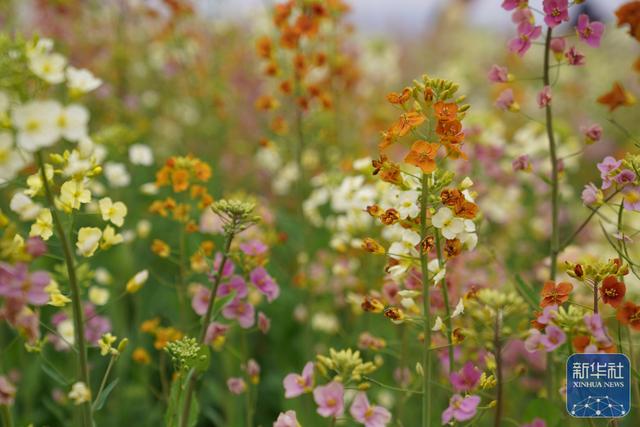 江西南昌：彩色油菜花田春光正好