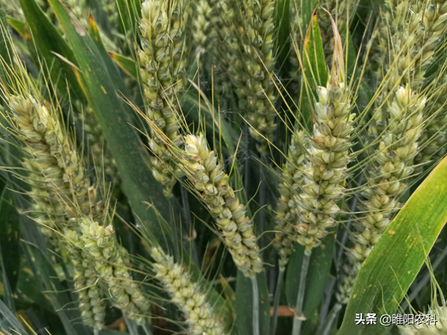 这个小麦品种，连续6年亩产均超过800公斤，如何种植才能获得高产