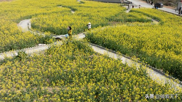彝良海子油菜花开