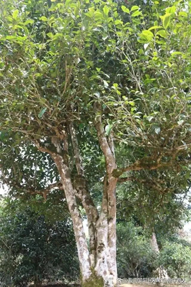 无夏蓉