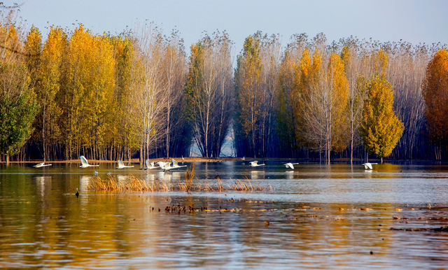 湖滨区：天鹅引客来 文旅韵更浓
