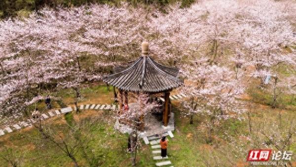 【赴春之约】春风拂过，漫山粉樱似雪翻涌