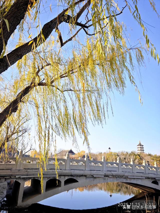 金柳，最后的一抹秋色