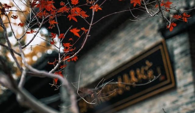 景德镇古窑枫叶 晕染千年瓷都的浪漫诗笺