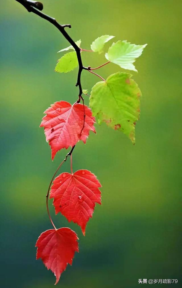 心无波澜什么意思（🍂一叶知秋）