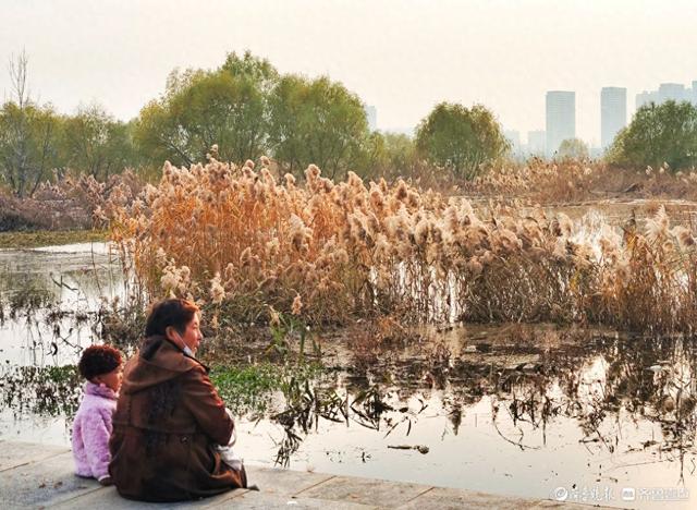 湿地片片芦花开，寒风阵阵景色美