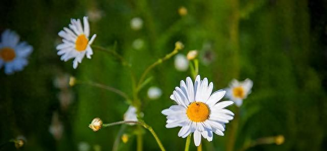 心理学：男女交往，为什么要远离“偏执型人格障碍”的人？