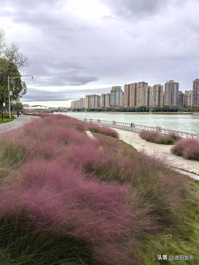 好美!已到最佳观赏期!又被德阳圈“粉”了