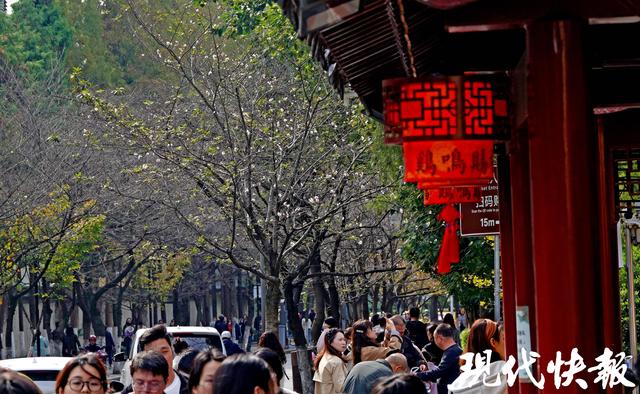 南京鸡鸣寺路樱花11月“反季”绽放，网友：春天来了？