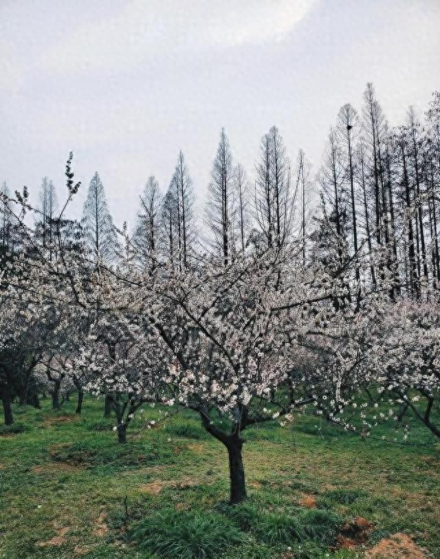 洛阳又一公园火了！2800 余株梅花全绽放，公交可达还免费！