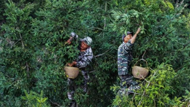 千年香榧，白露采摘