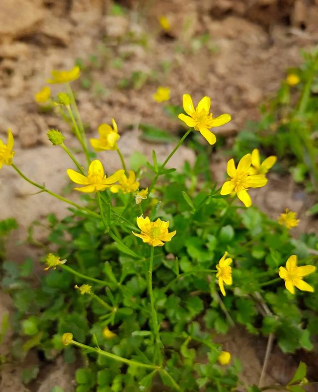 路边开黄花的野草竟是“散结高手”？可别随便挖！