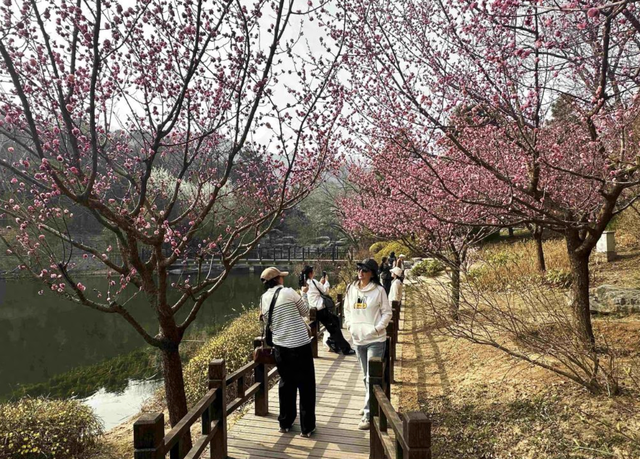 “赏花+”，赏出文旅消费新花样