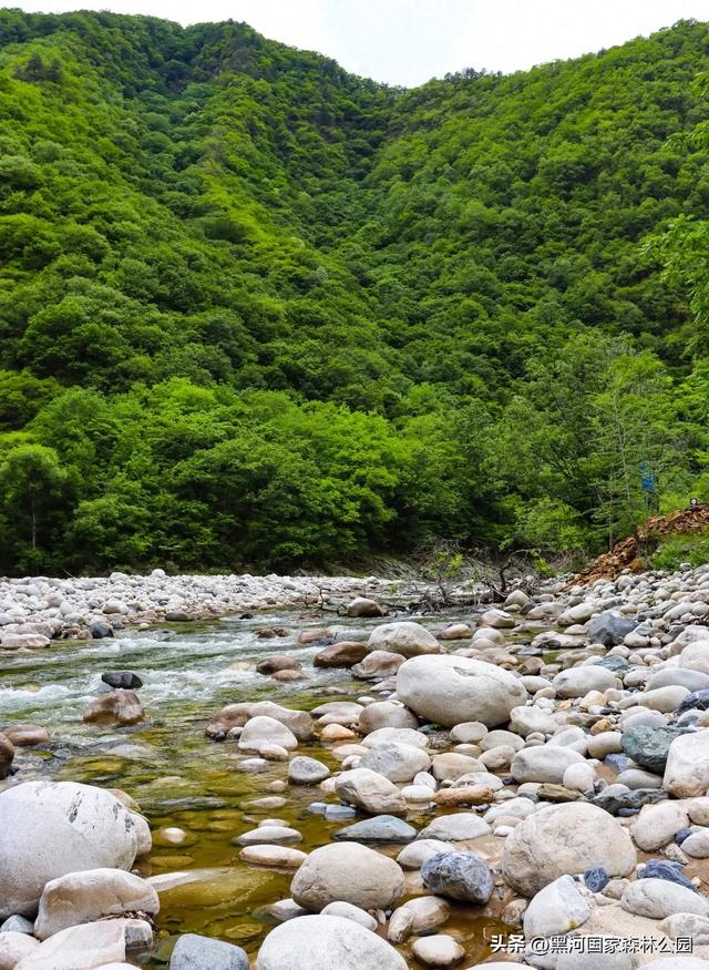 西安“热情”上热搜？么事！黑河国家森林公园让你感受山间清凉一“夏”