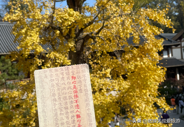 来“祈福事业灵验”的杭州古刹吧，秋冬银杏拉满，可安排一天放空