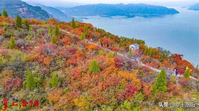 层林尽染！洛阳黄河两岸秋景已上线