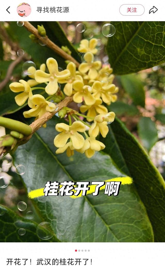 一夜之间，武汉真香！