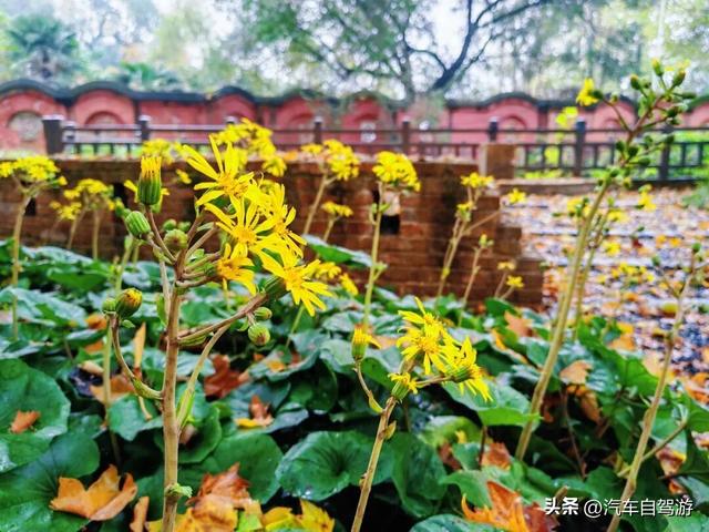 安徽宿州3天2晚自驾，符离大道的皖北多维风情之旅｜附路书及地图