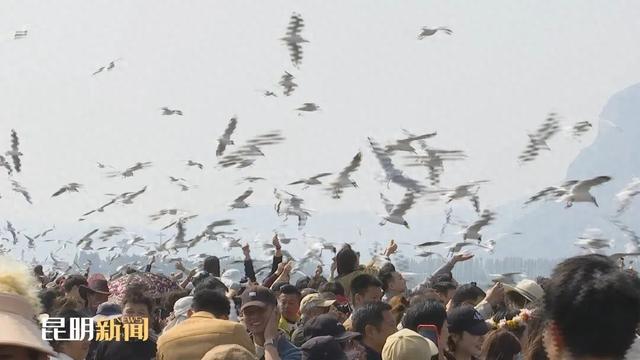 海埂大坝：延续“春节热度” 错峰观鸥正当时