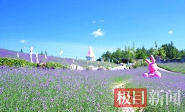 花海作“媒”清凉为“引”，湖北利川苏马荡大花谷开园迎客