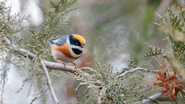 北京密云发现新物种	，实属罕见！