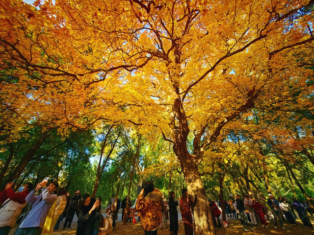 有一种美，叫“地坛的秋”