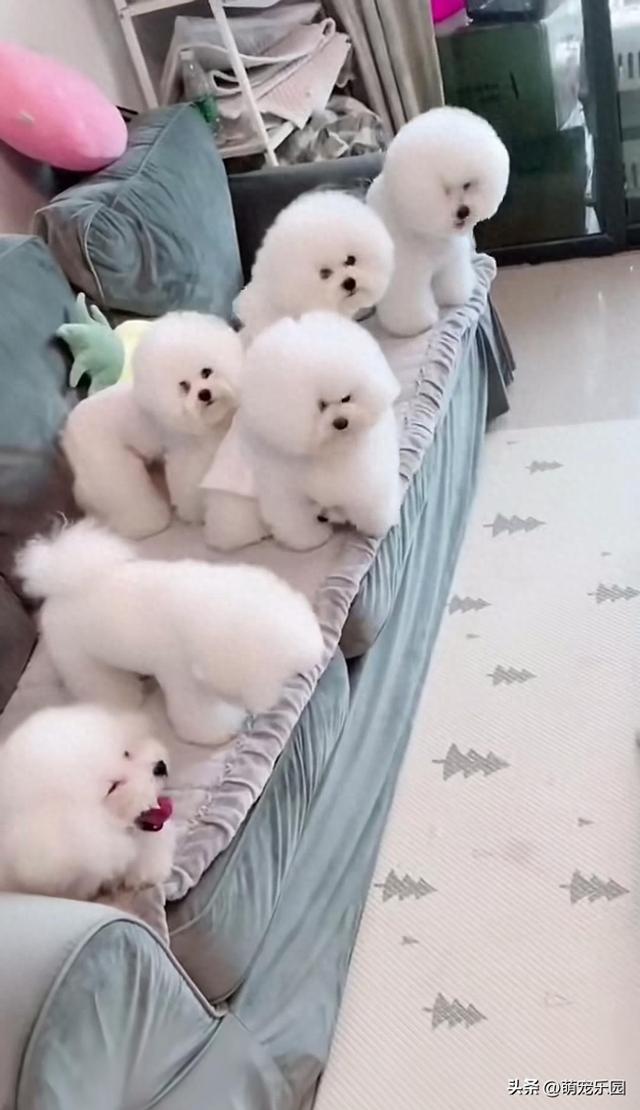 女子养一群小动物，邻居以为是富婆，知道真相后都哭了